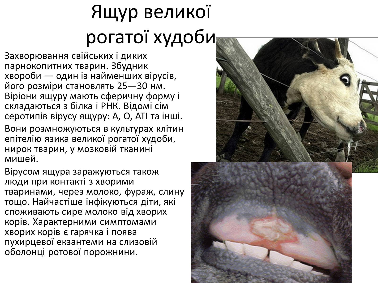 Презентація на тему «Вірусні захворювання» (варіант 1) - Слайд #5 Презентація на тему «Вірусні захворювання» (варіант 1) - Слайд #5
