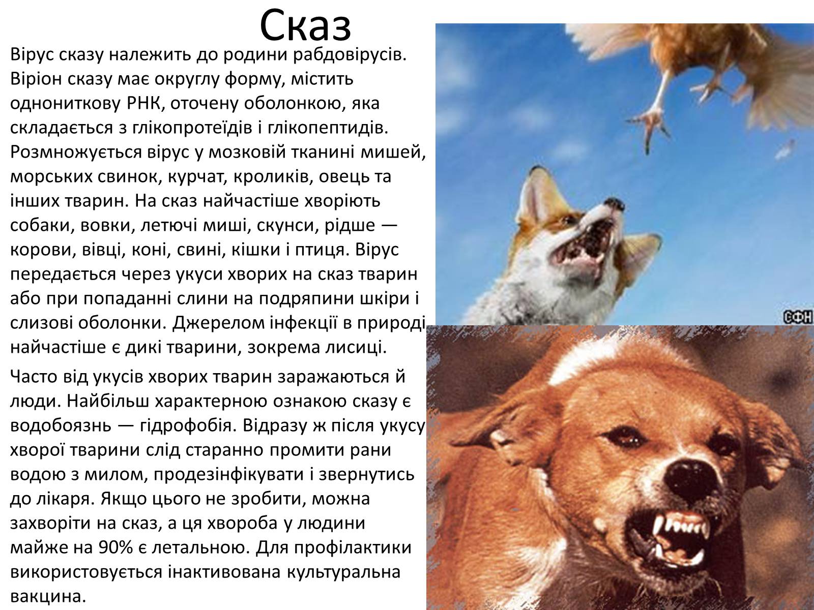 Презентація на тему «Вірусні захворювання» (варіант 1) - Слайд #6 Презентація на тему «Вірусні захворювання» (варіант 1) - Слайд #6