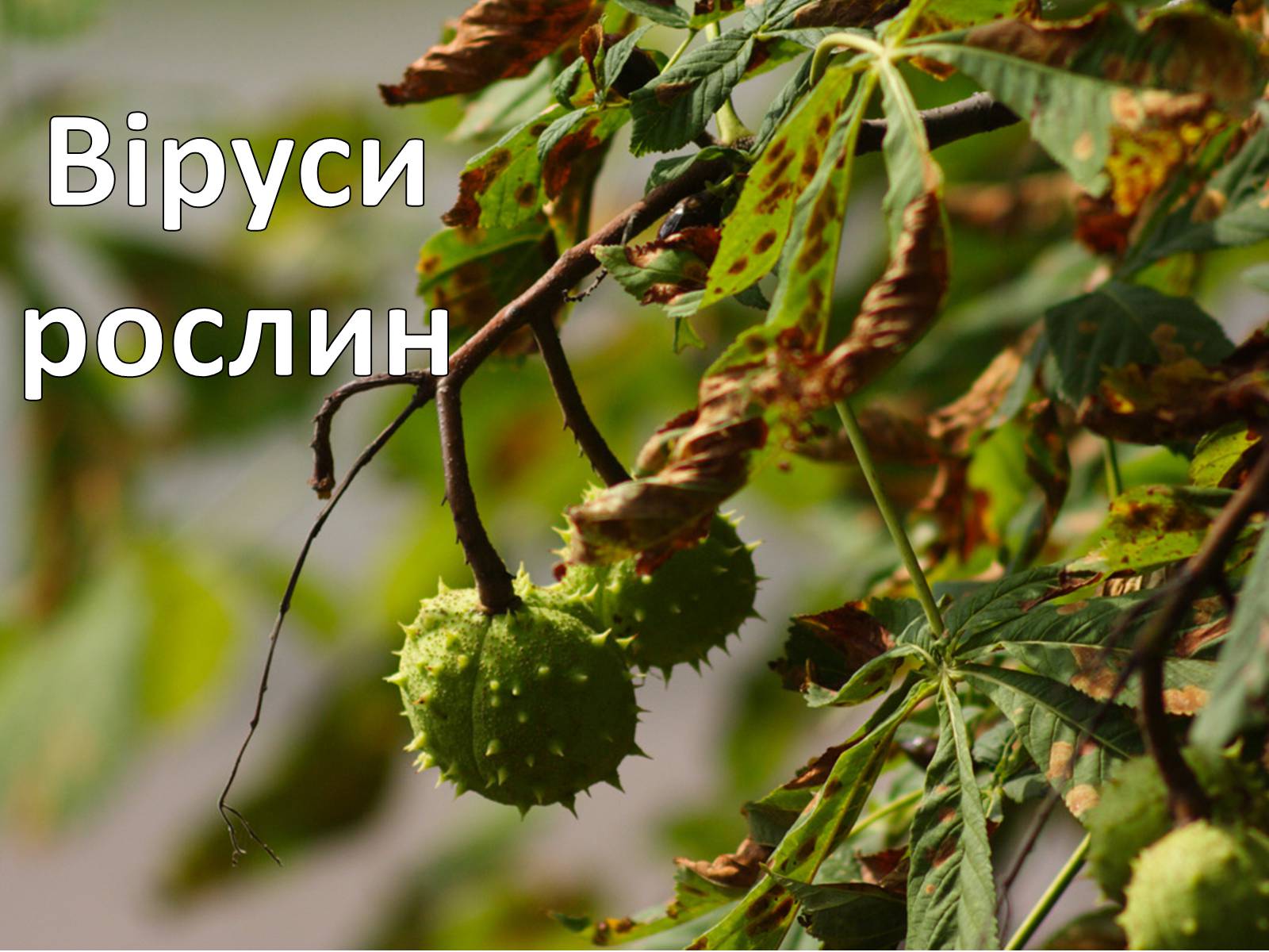 Презентація на тему «Вірусні захворювання» (варіант 1) - Слайд #8 Презентація на тему «Вірусні захворювання» (варіант 1) - Слайд #8