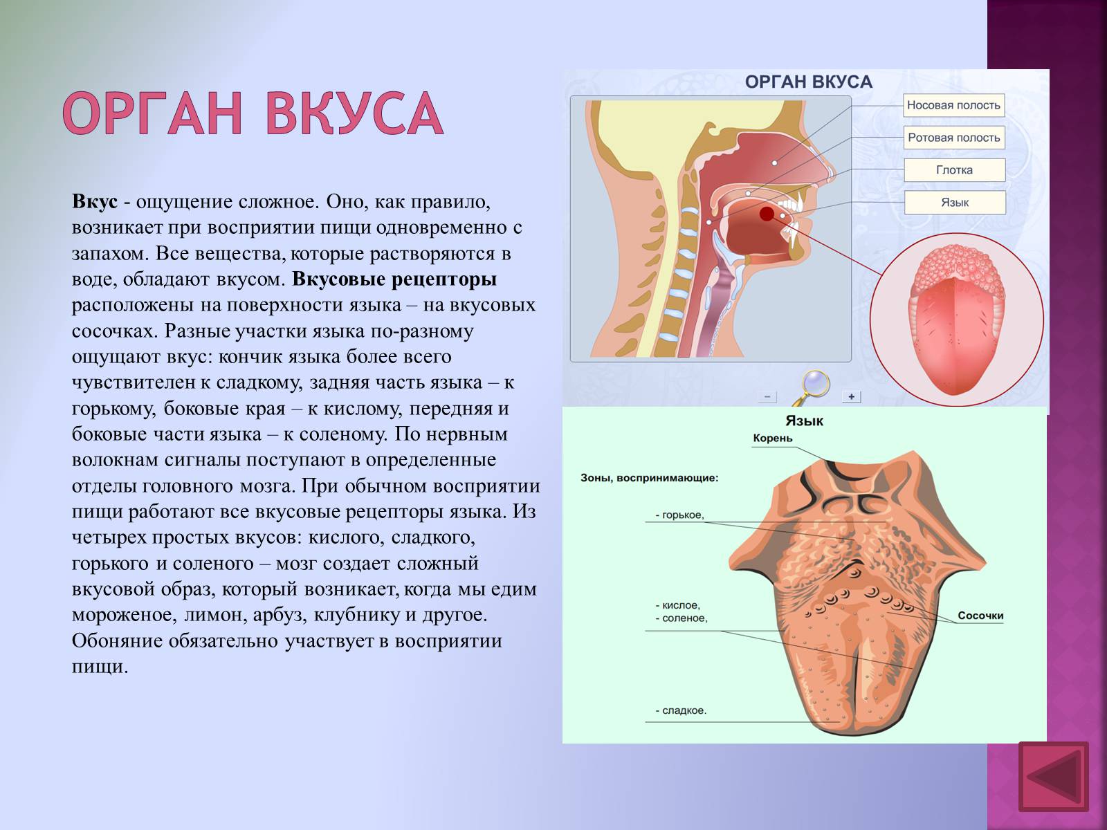 Презентація на тему «Вкусовой анализатор» - Слайд #2 Презентація на тему «Вкусовой анализатор» - Слайд #2