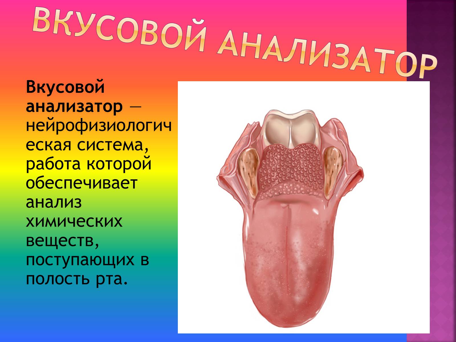 Презентація на тему «Вкусовой анализатор» - Слайд #3 Презентація на тему «Вкусовой анализатор» - Слайд #3