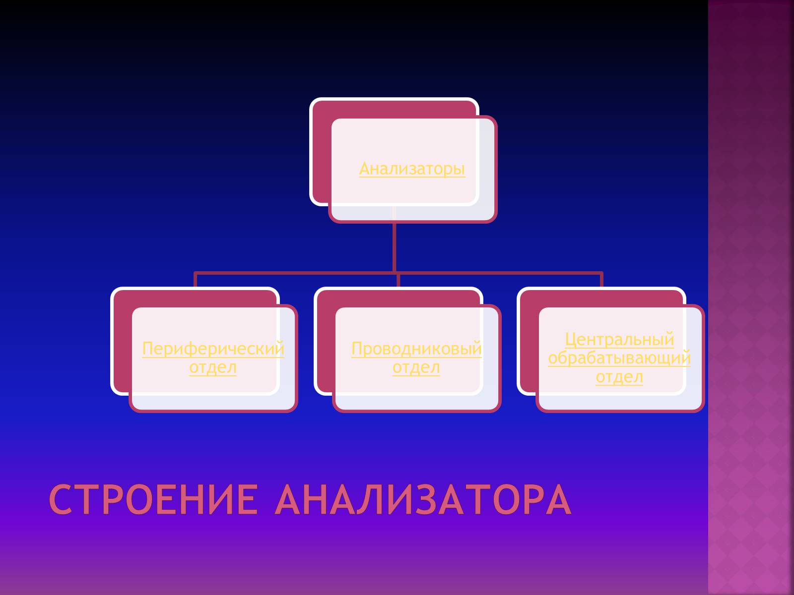 Презентація на тему «Вкусовой анализатор» - Слайд #4 Презентація на тему «Вкусовой анализатор» - Слайд #4