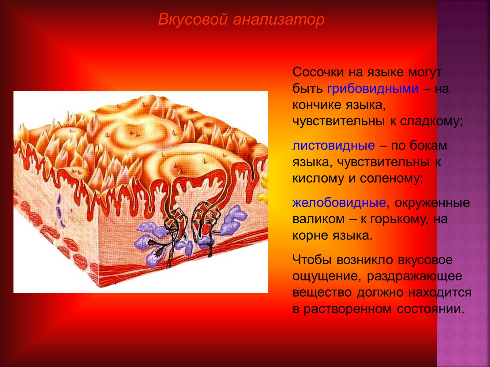 Презентація на тему «Вкусовой анализатор» - Слайд #6 Презентація на тему «Вкусовой анализатор» - Слайд #6