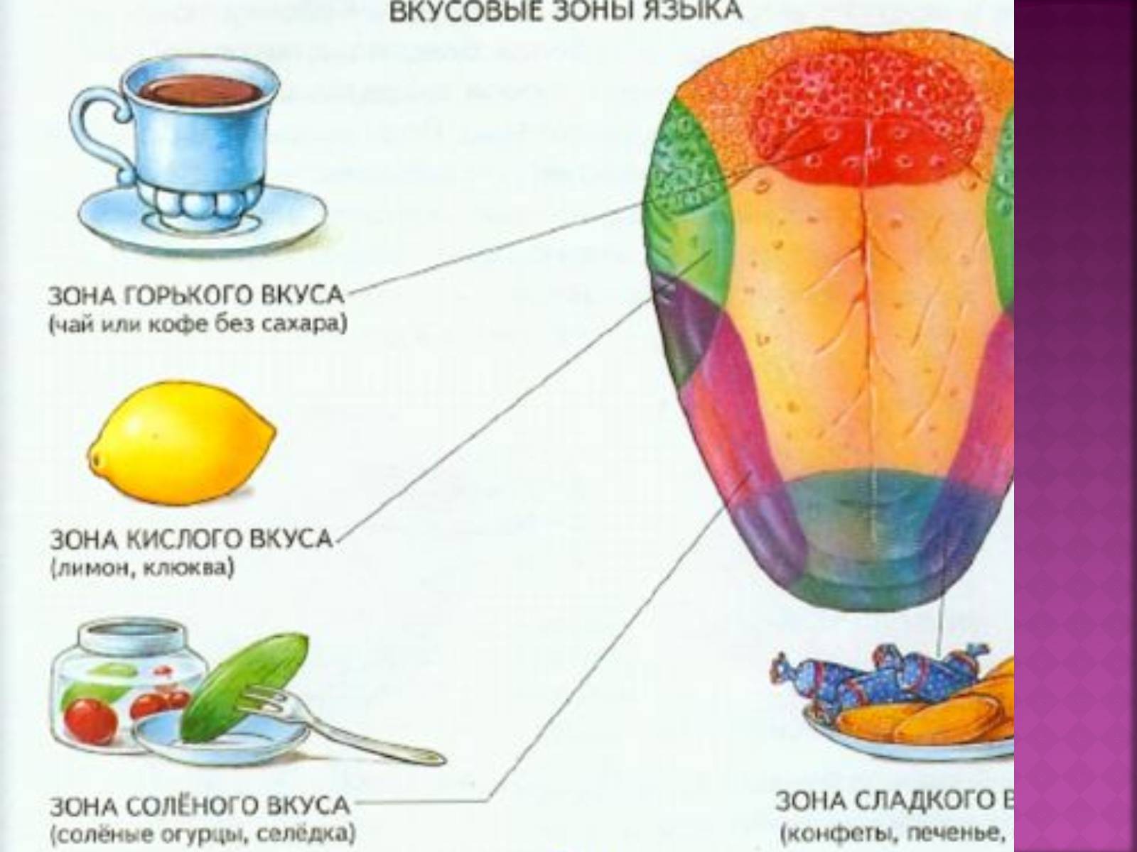Презентація на тему «Вкусовой анализатор» - Слайд #8 Презентація на тему «Вкусовой анализатор» - Слайд #8