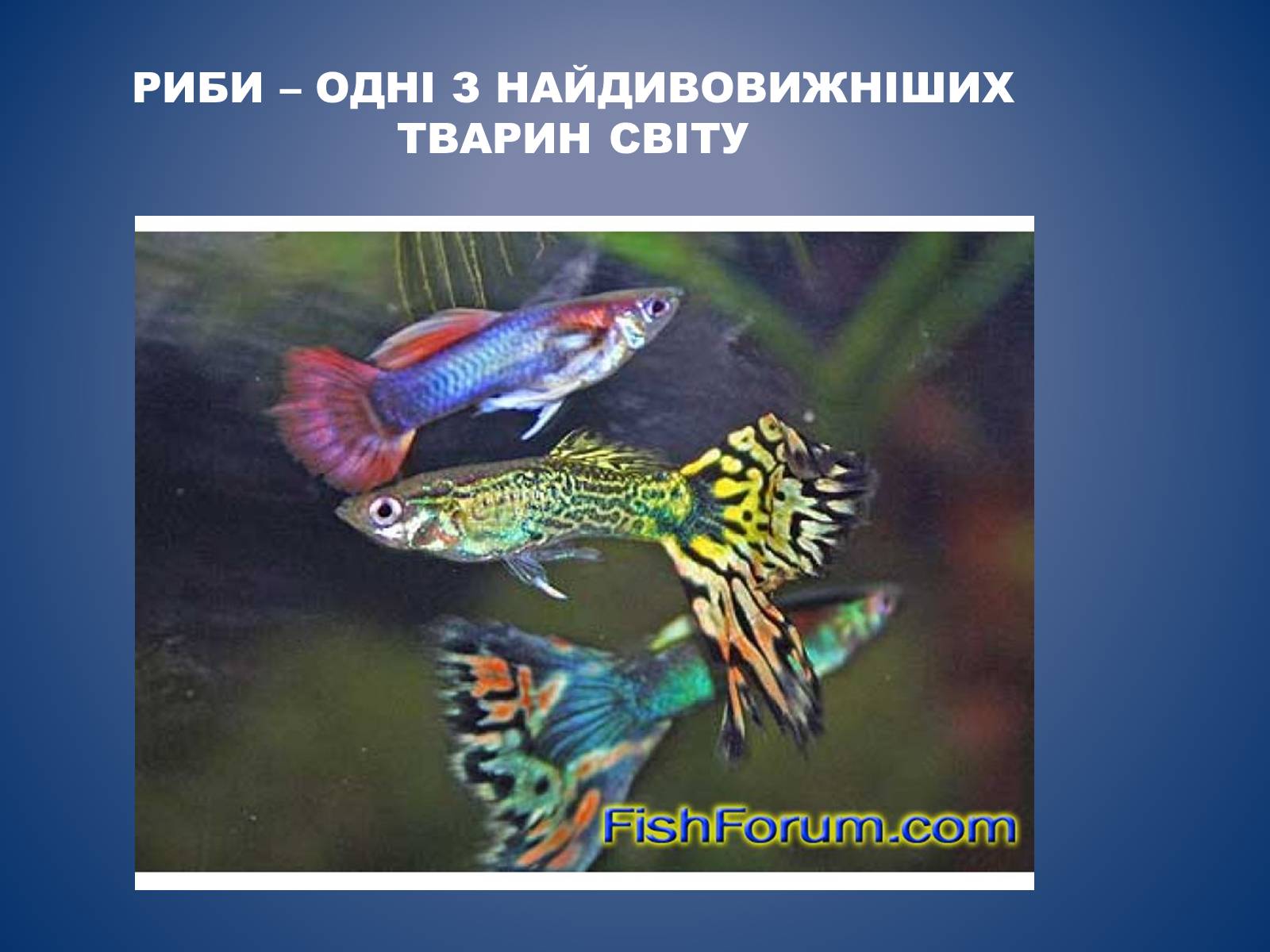 Презентація на тему «Риби» - Слайд #1 Презентація на тему «Риби» - Слайд #1