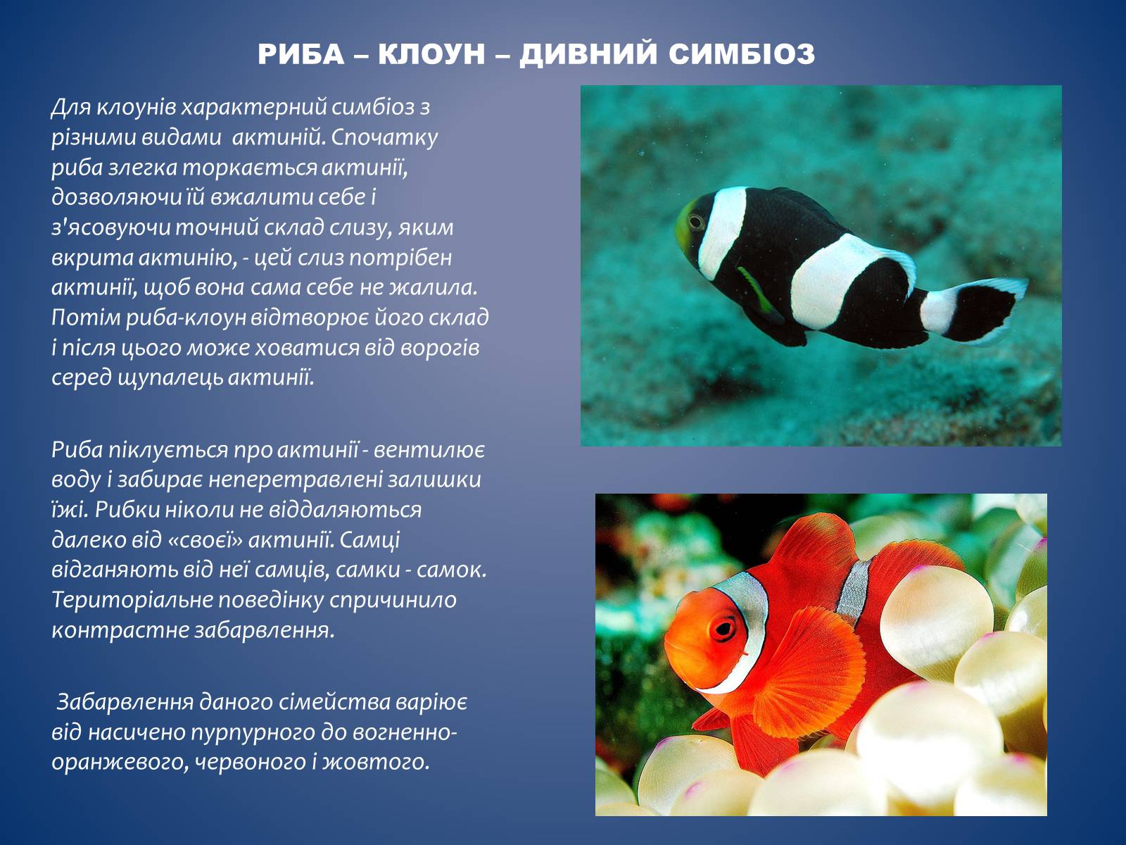 Презентація на тему «Риби» - Слайд #3 Презентація на тему «Риби» - Слайд #3