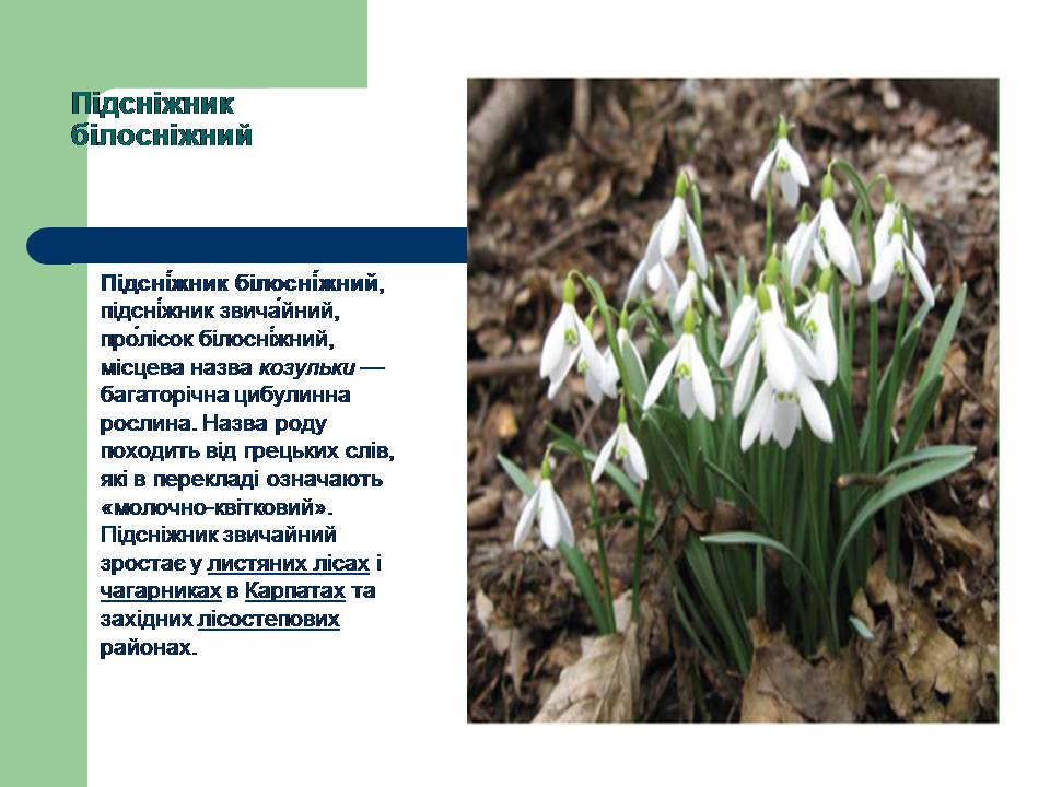 Презентація на тему «Рослини червоної книги України» (варіант 3) - Слайд #6 Презентація на тему «Рослини червоної книги України» (варіант 3) - Слайд #6