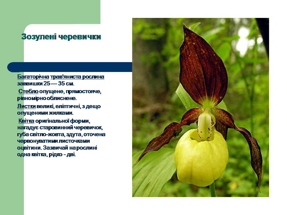 Презентація на тему «Рослини червоної книги України» (варіант 3) - Слайд #7 Презентація на тему «Рослини червоної книги України» (варіант 3) - Слайд #7