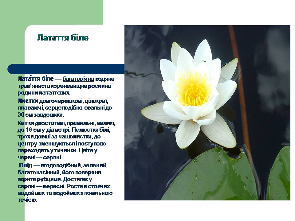Презентація на тему «Рослини червоної книги України» (варіант 3) - Слайд #8 Презентація на тему «Рослини червоної книги України» (варіант 3) - Слайд #8