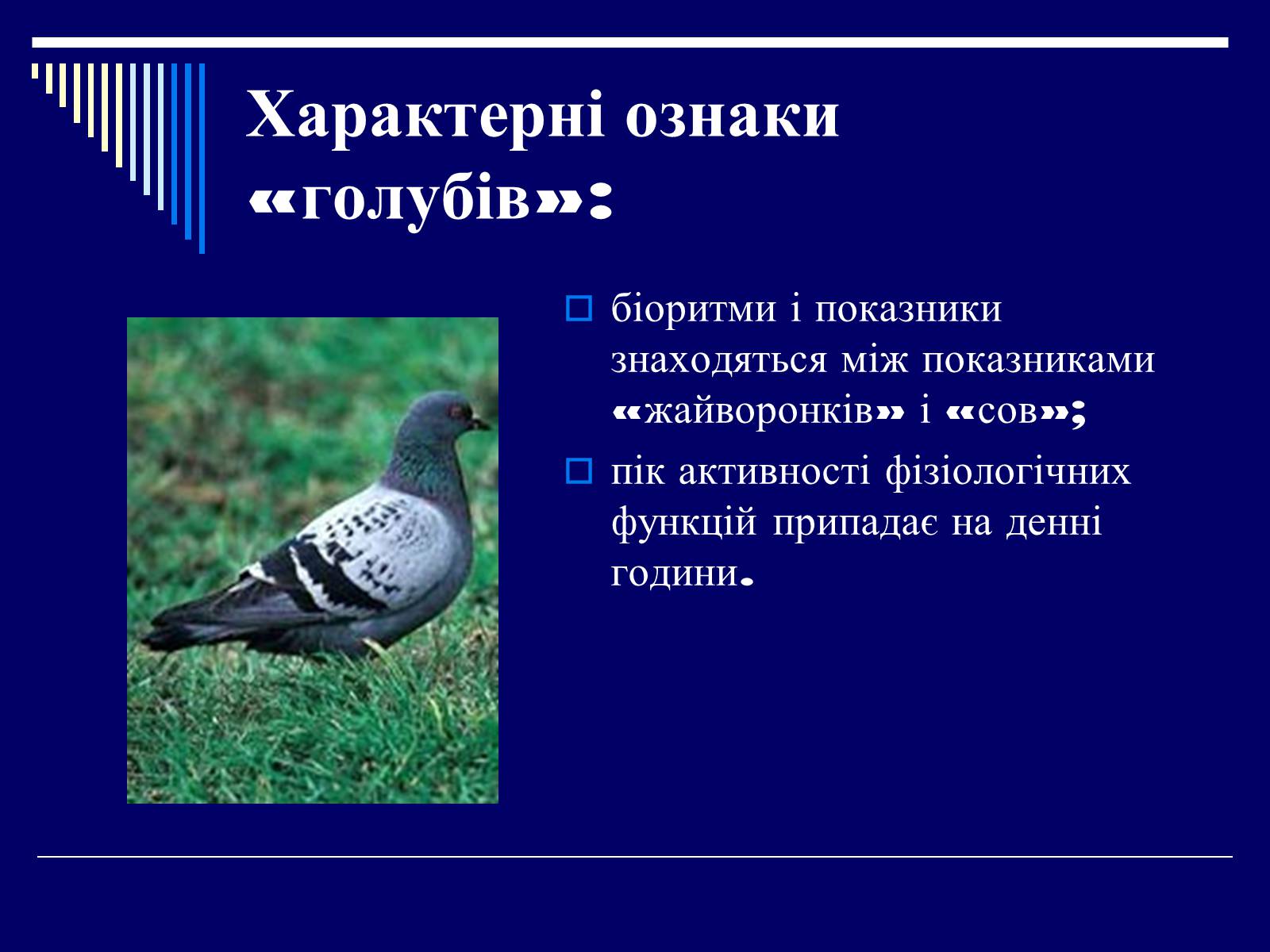Презентація на тему «Біоритми-внутрішній годинник людини» - Слайд #17 Презентація на тему «Біоритми-внутрішній годинник людини» - Слайд #17