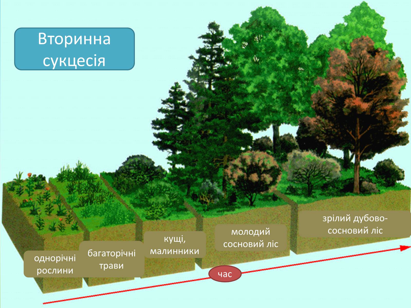 Презентація на тему «Різноманітність екосистем. Розвиток і зміни екосистем» - Слайд #12 Презентація на тему «Різноманітність екосистем. Розвиток і зміни екосистем» - Слайд #12