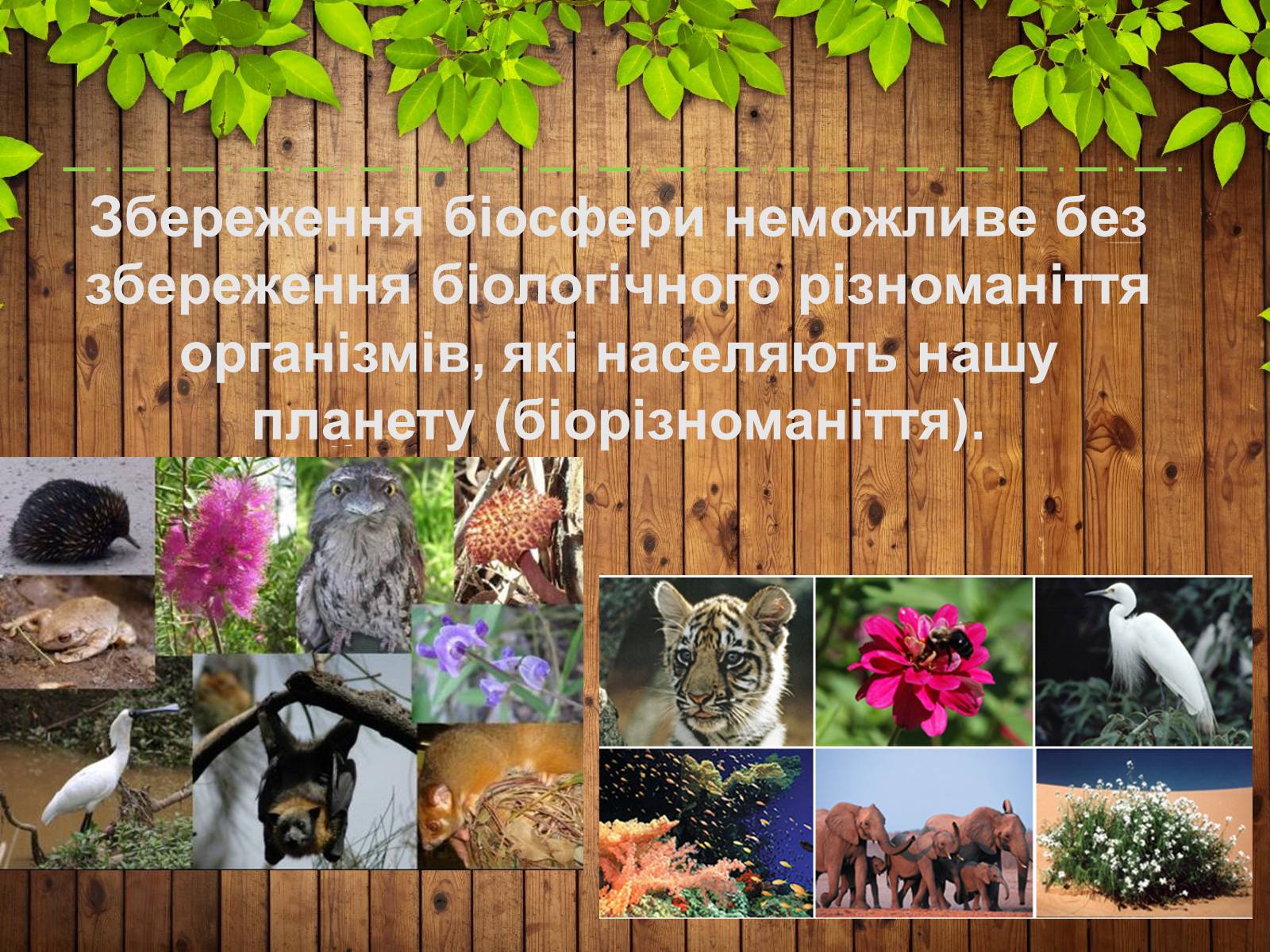 Презентація на тему «Збереження біорізноманіття» - Слайд #2 Презентація на тему «Збереження біорізноманіття» - Слайд #2