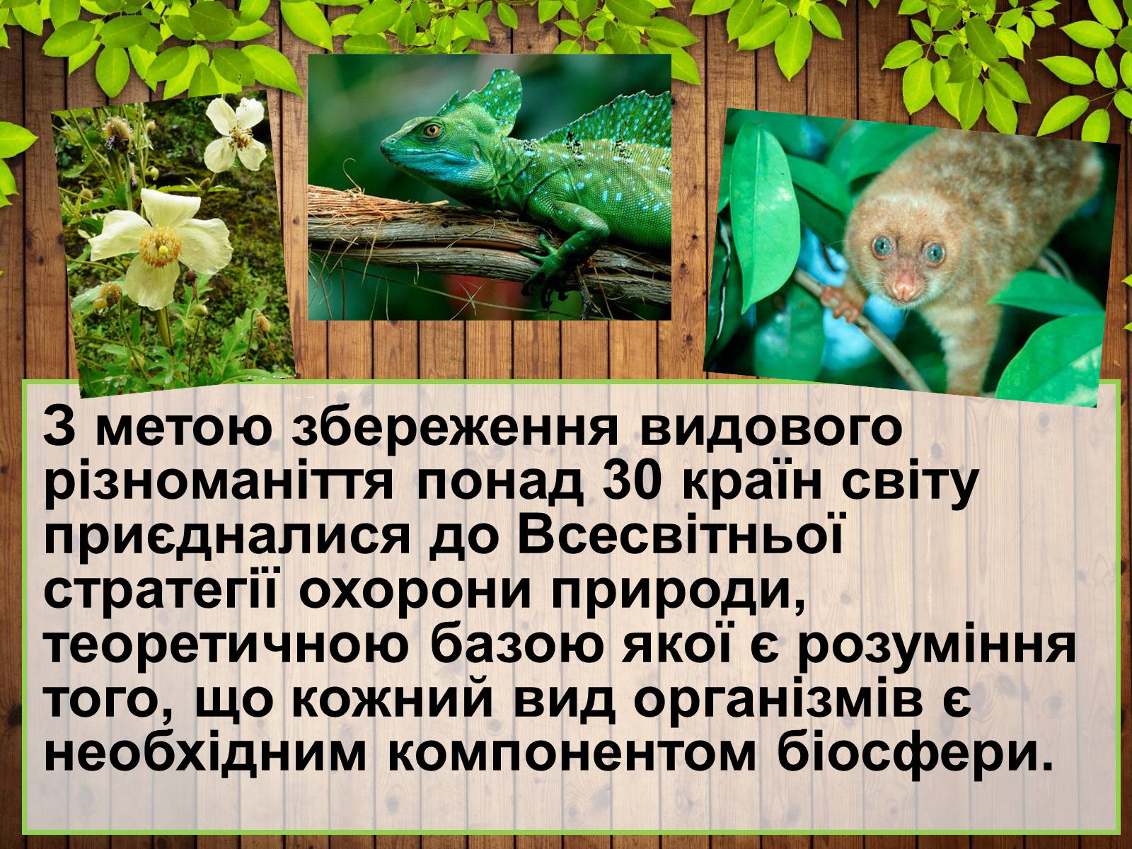 Презентація на тему «Збереження біорізноманіття» - Слайд #3 Презентація на тему «Збереження біорізноманіття» - Слайд #3