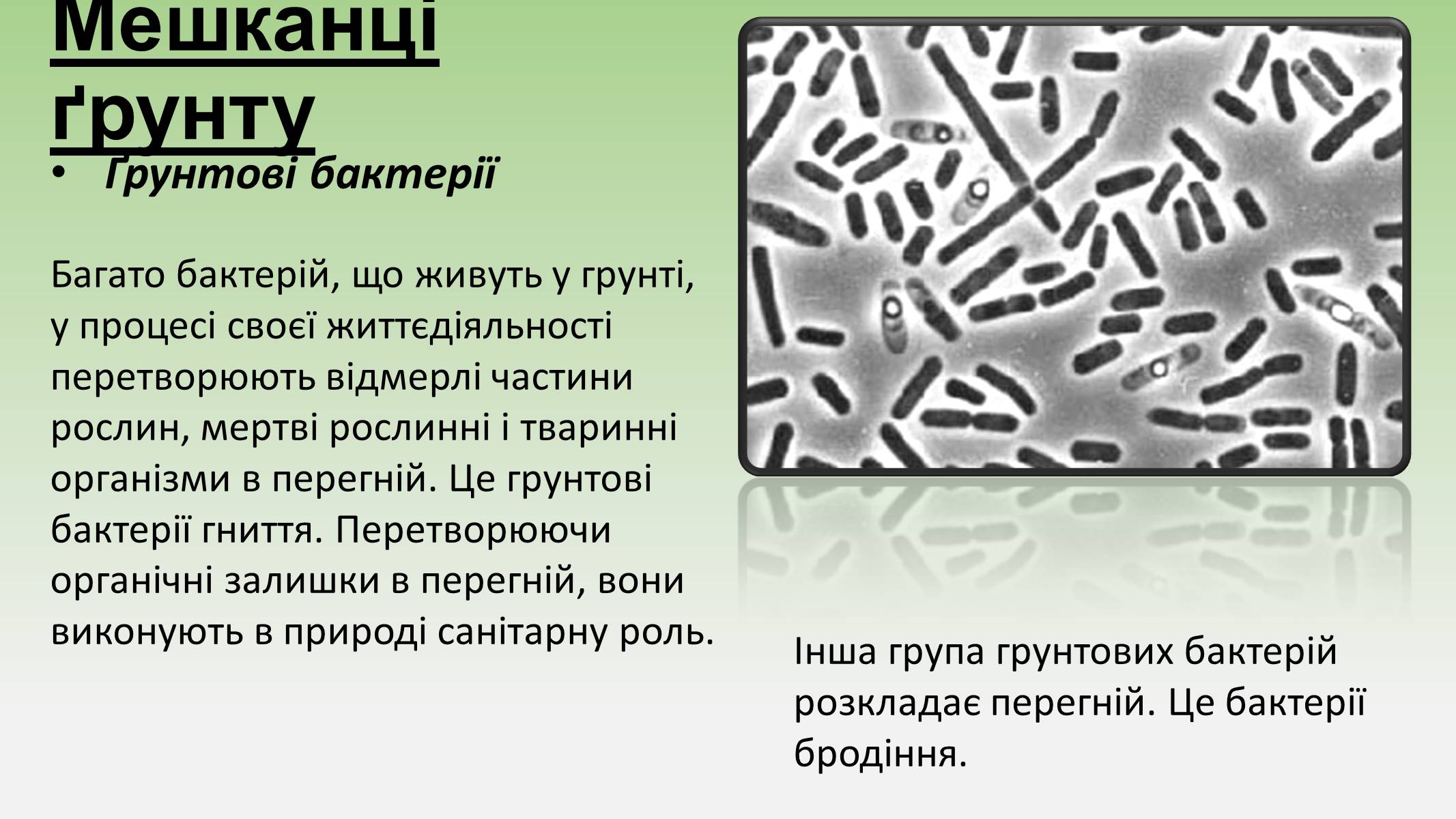 Презентація на тему «Пристосування живих огранізмів до життя в ґрунті» - Слайд #4 Презентація на тему «Пристосування живих огранізмів до життя в ґрунті» - Слайд #4