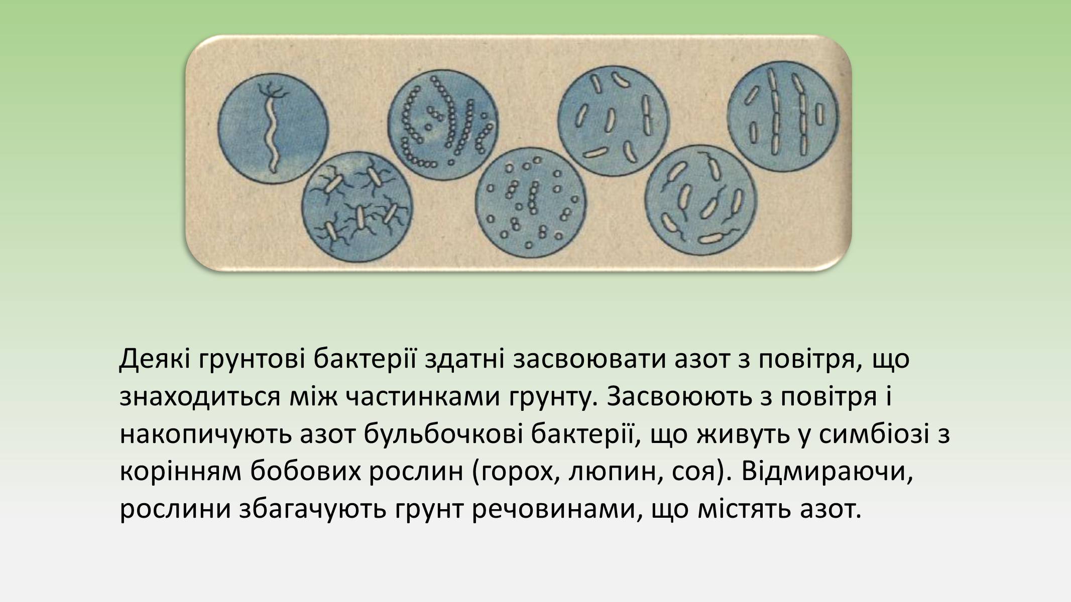Презентація на тему «Пристосування живих огранізмів до життя в ґрунті» - Слайд #5 Презентація на тему «Пристосування живих огранізмів до життя в ґрунті» - Слайд #5