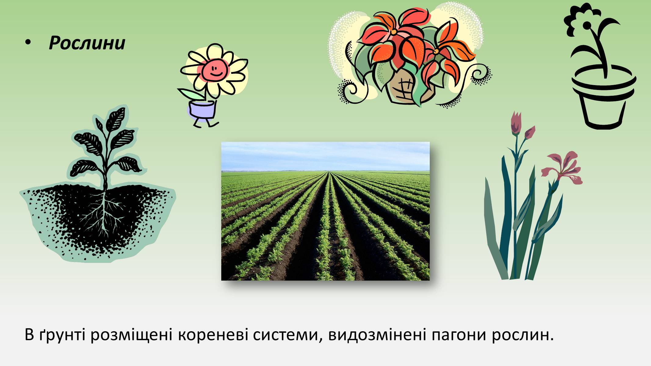 Презентація на тему «Пристосування живих огранізмів до життя в ґрунті» - Слайд #6 Презентація на тему «Пристосування живих огранізмів до життя в ґрунті» - Слайд #6