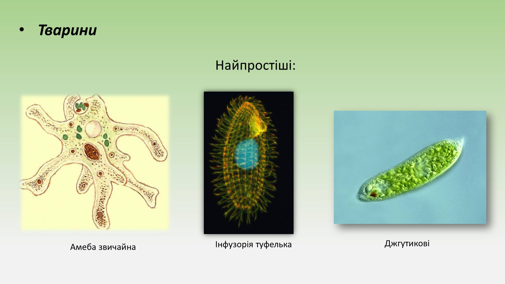 Презентація на тему «Пристосування живих огранізмів до життя в ґрунті» - Слайд #9 Презентація на тему «Пристосування живих огранізмів до життя в ґрунті» - Слайд #9