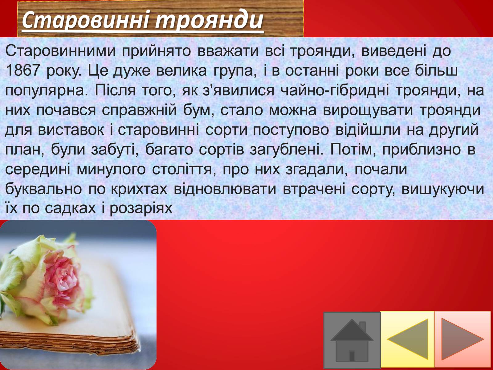 Презентація на тему «Троянди» (варіант 2) - Слайд #14 Презентація на тему «Троянди» (варіант 2) - Слайд #14
