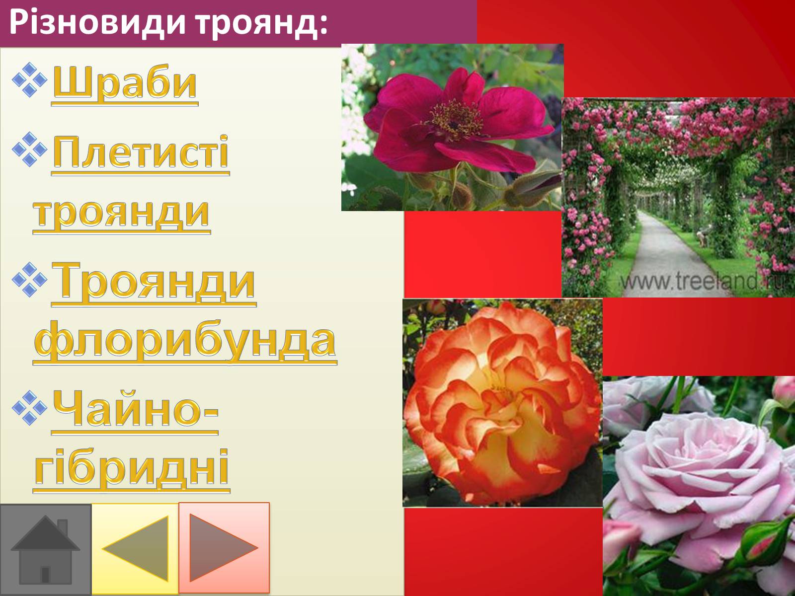 Презентація на тему «Троянди» (варіант 2) - Слайд #16 Презентація на тему «Троянди» (варіант 2) - Слайд #16