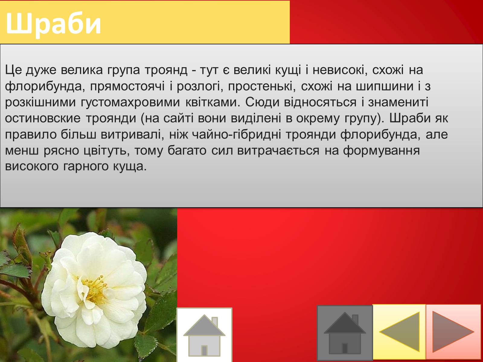 Презентація на тему «Троянди» (варіант 2) - Слайд #17 Презентація на тему «Троянди» (варіант 2) - Слайд #17