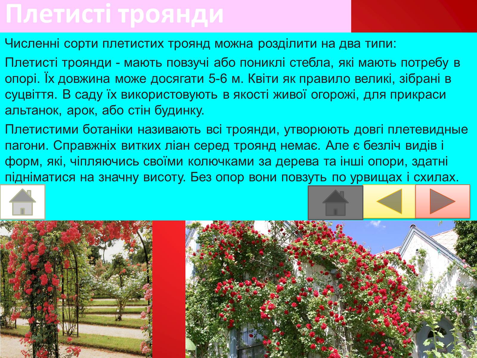 Презентація на тему «Троянди» (варіант 2) - Слайд #18 Презентація на тему «Троянди» (варіант 2) - Слайд #18