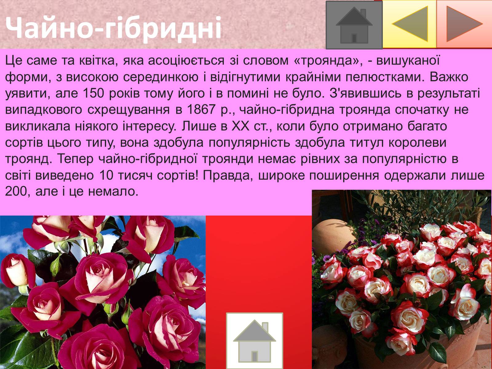 Презентація на тему «Троянди» (варіант 2) - Слайд #20 Презентація на тему «Троянди» (варіант 2) - Слайд #20