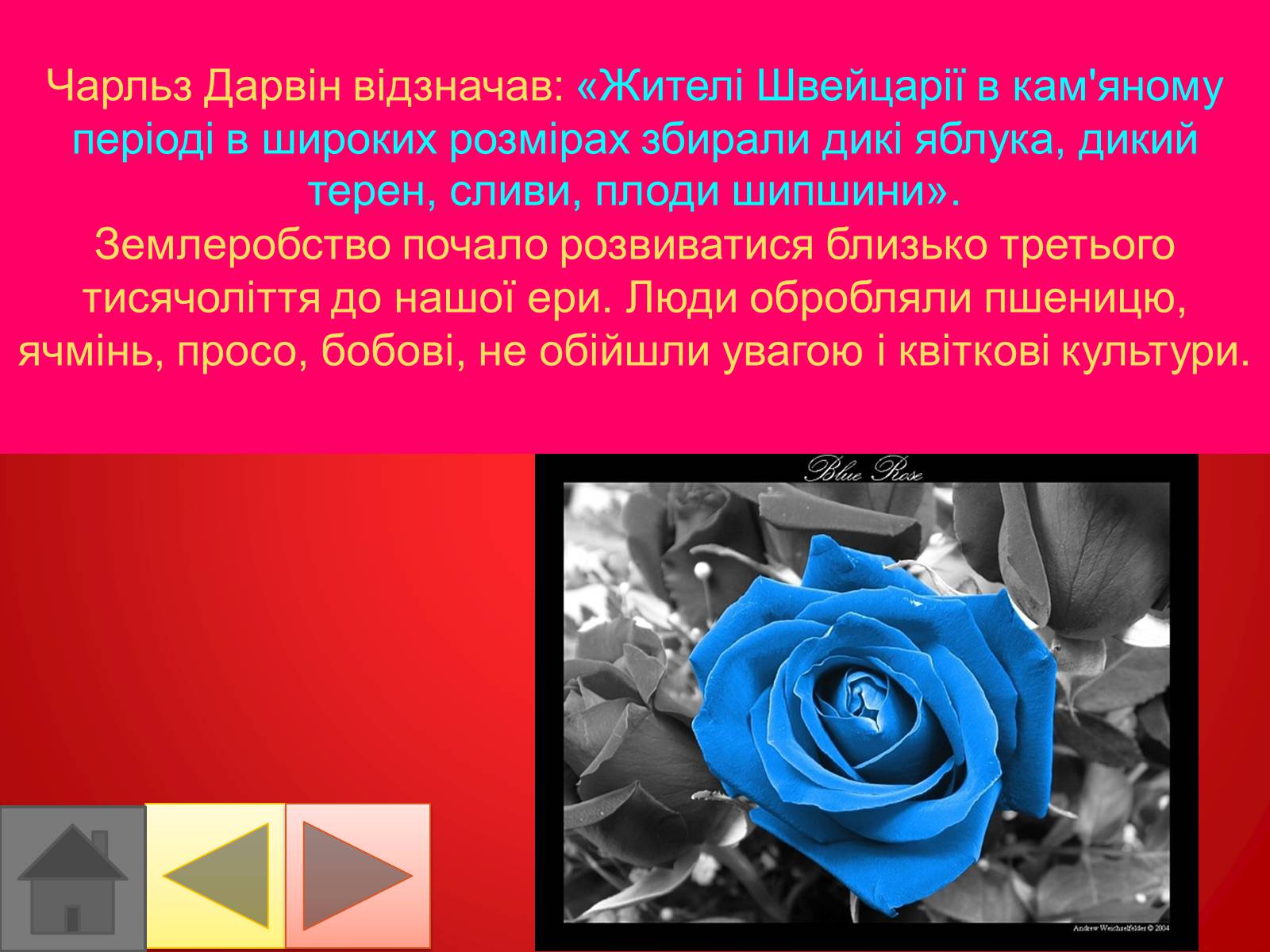 Презентація на тему «Троянди» (варіант 2) - Слайд #4 Презентація на тему «Троянди» (варіант 2) - Слайд #4