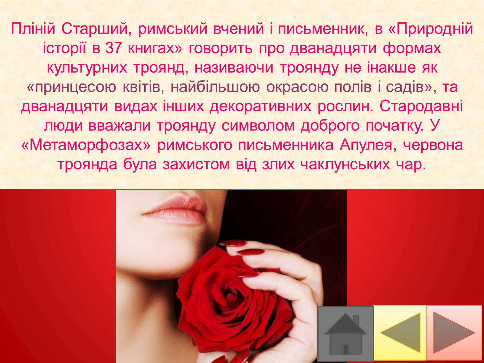 Презентація на тему «Троянди» (варіант 2) - Слайд #6 Презентація на тему «Троянди» (варіант 2) - Слайд #6