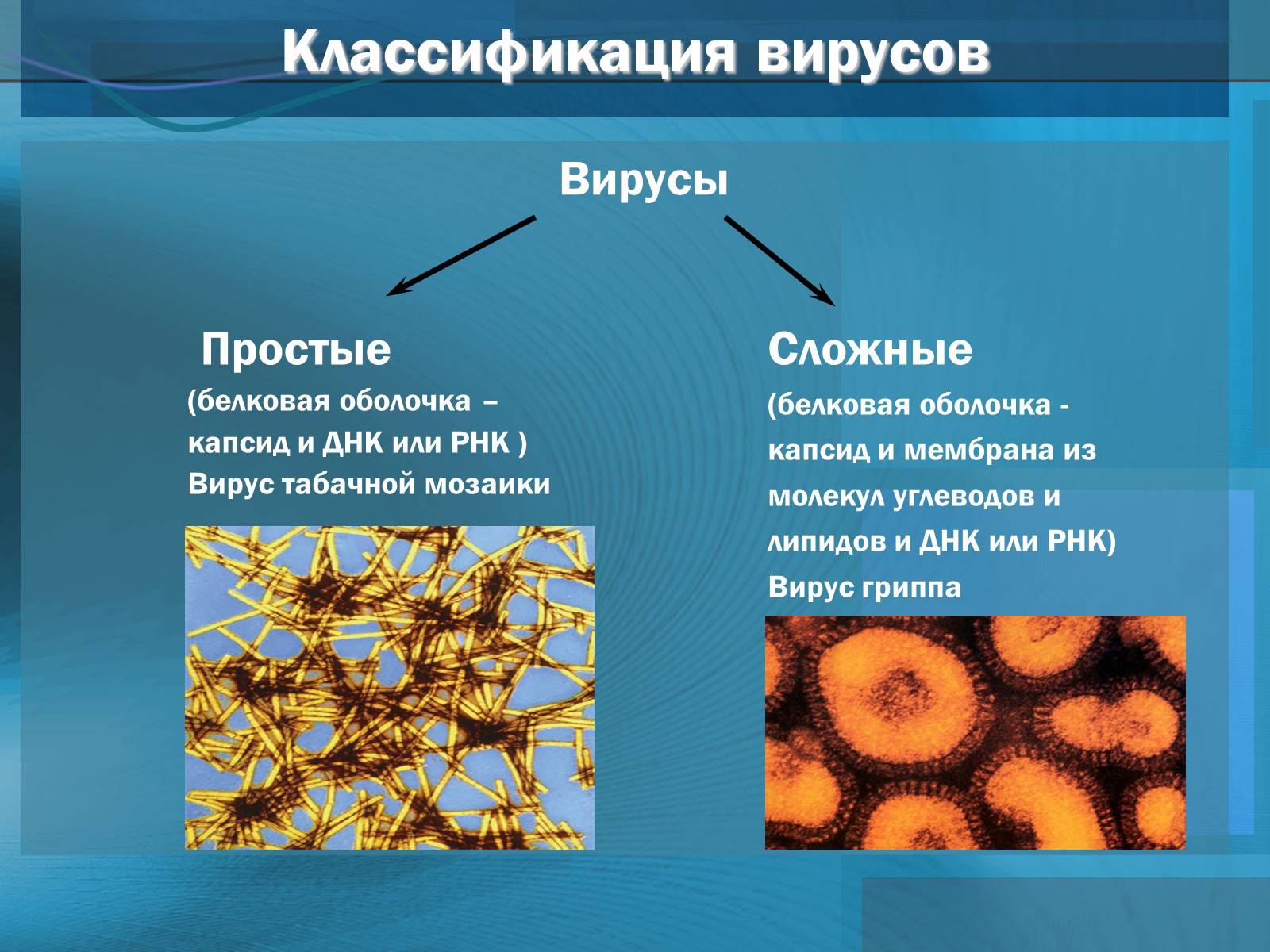 Презентація на тему «Вирусы. Вирус гриппа» - Слайд #10 Презентація на тему «Вирусы. Вирус гриппа» - Слайд #10
