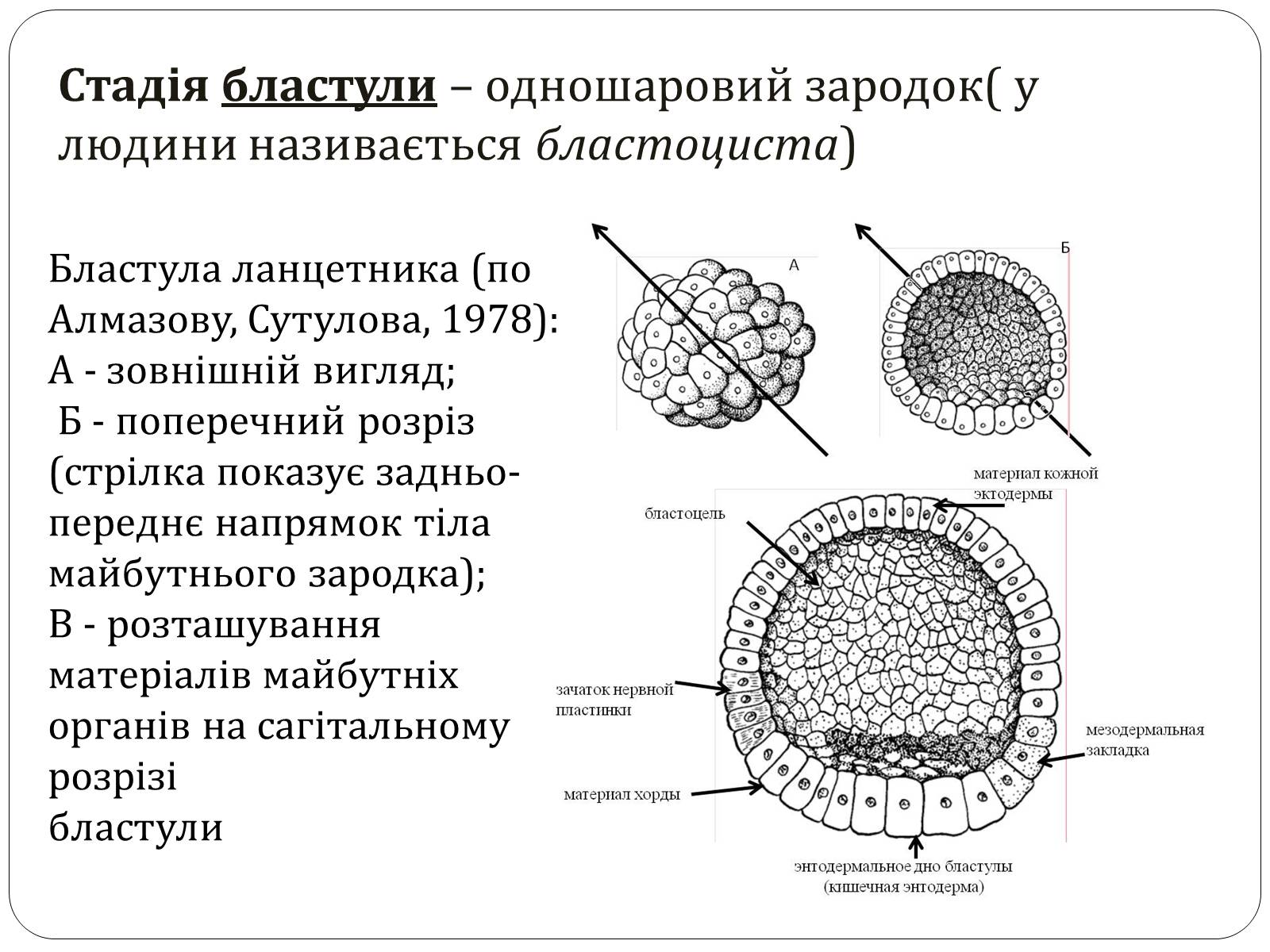 Презентація на тему «Індивідуальний розвиток,його етапи. Ембріональний розвиток» - Слайд #11 Презентація на тему «Індивідуальний розвиток,його етапи. Ембріональний розвиток» - Слайд #11