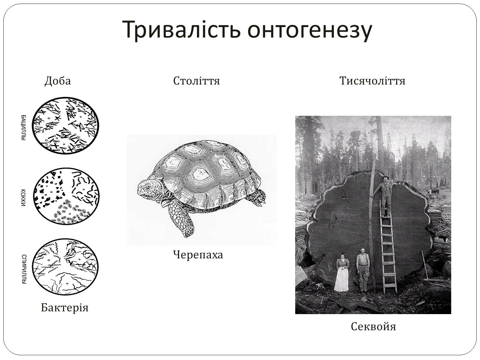 Презентація на тему «Індивідуальний розвиток,його етапи. Ембріональний розвиток» - Слайд #5 Презентація на тему «Індивідуальний розвиток,його етапи. Ембріональний розвиток» - Слайд #5