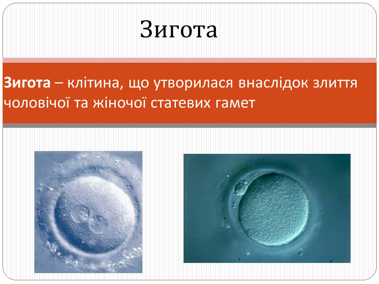 Презентація на тему «Індивідуальний розвиток,його етапи. Ембріональний розвиток» - Слайд #9 Презентація на тему «Індивідуальний розвиток,його етапи. Ембріональний розвиток» - Слайд #9