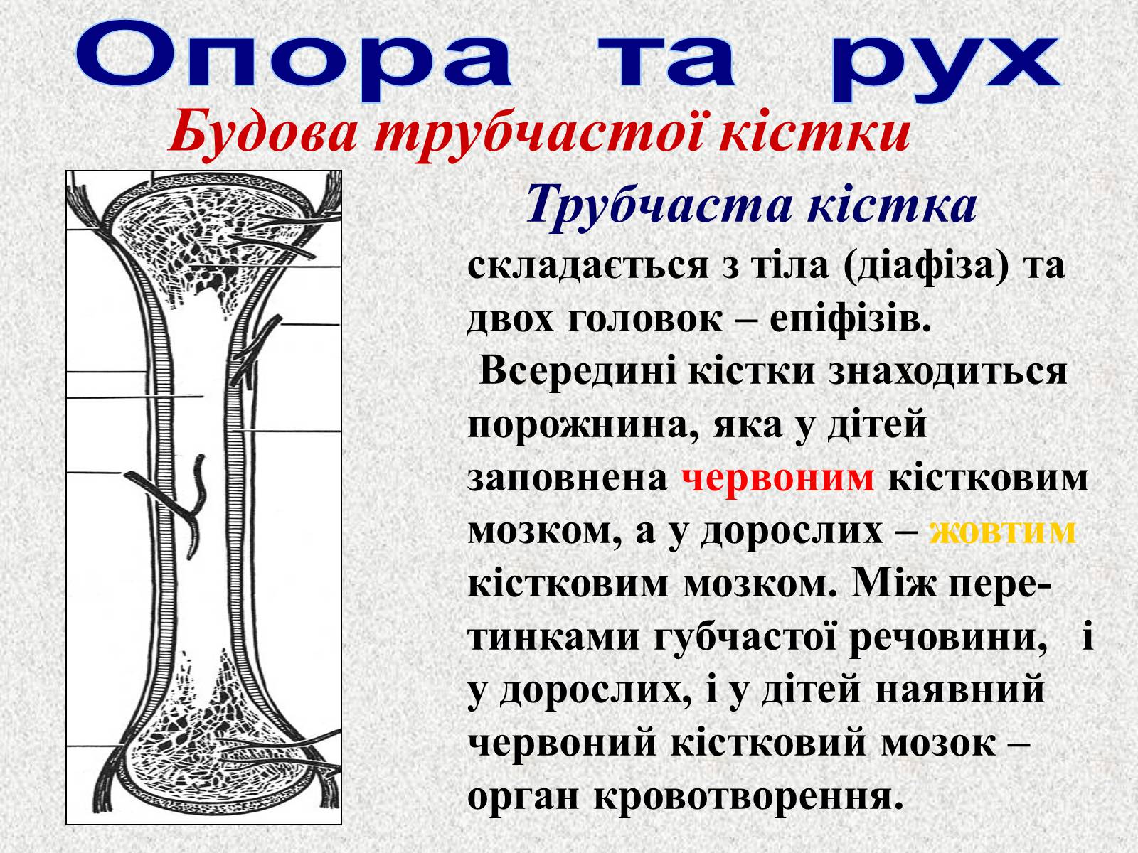 Презентація на тему «Опорно-рухова система людини» - Слайд #10 Презентація на тему «Опорно-рухова система людини» - Слайд #10
