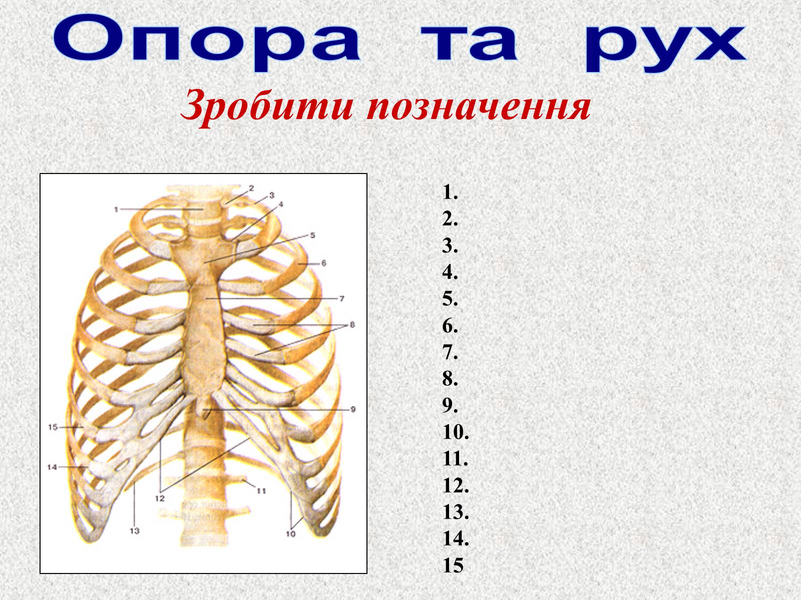 Презентація на тему «Опорно-рухова система людини» - Слайд #101 Презентація на тему «Опорно-рухова система людини» - Слайд #101