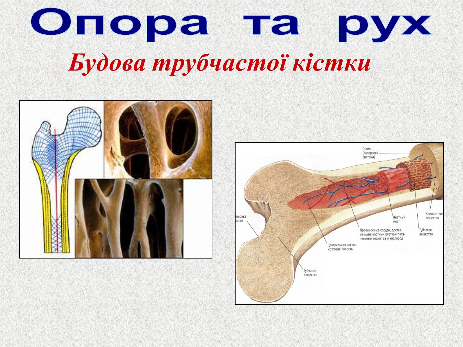 Презентація на тему «Опорно-рухова система людини» - Слайд #11 Презентація на тему «Опорно-рухова система людини» - Слайд #11