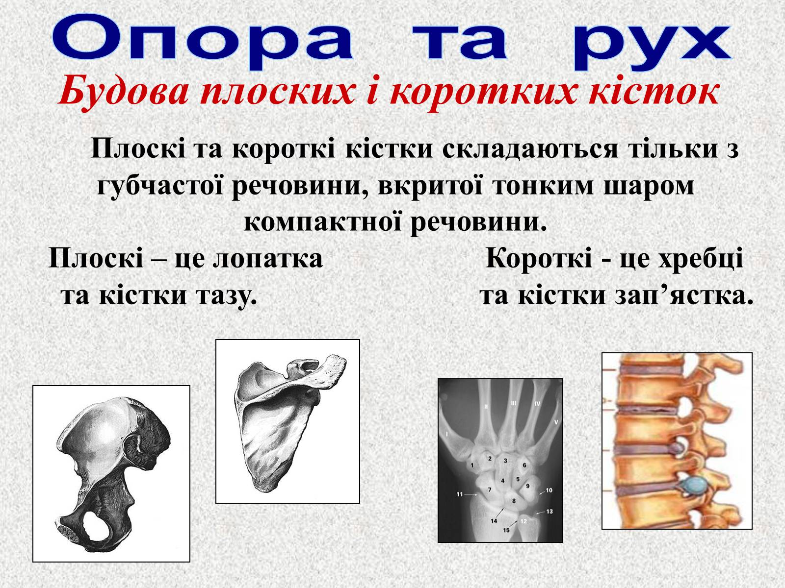 Презентація на тему «Опорно-рухова система людини» - Слайд #12 Презентація на тему «Опорно-рухова система людини» - Слайд #12