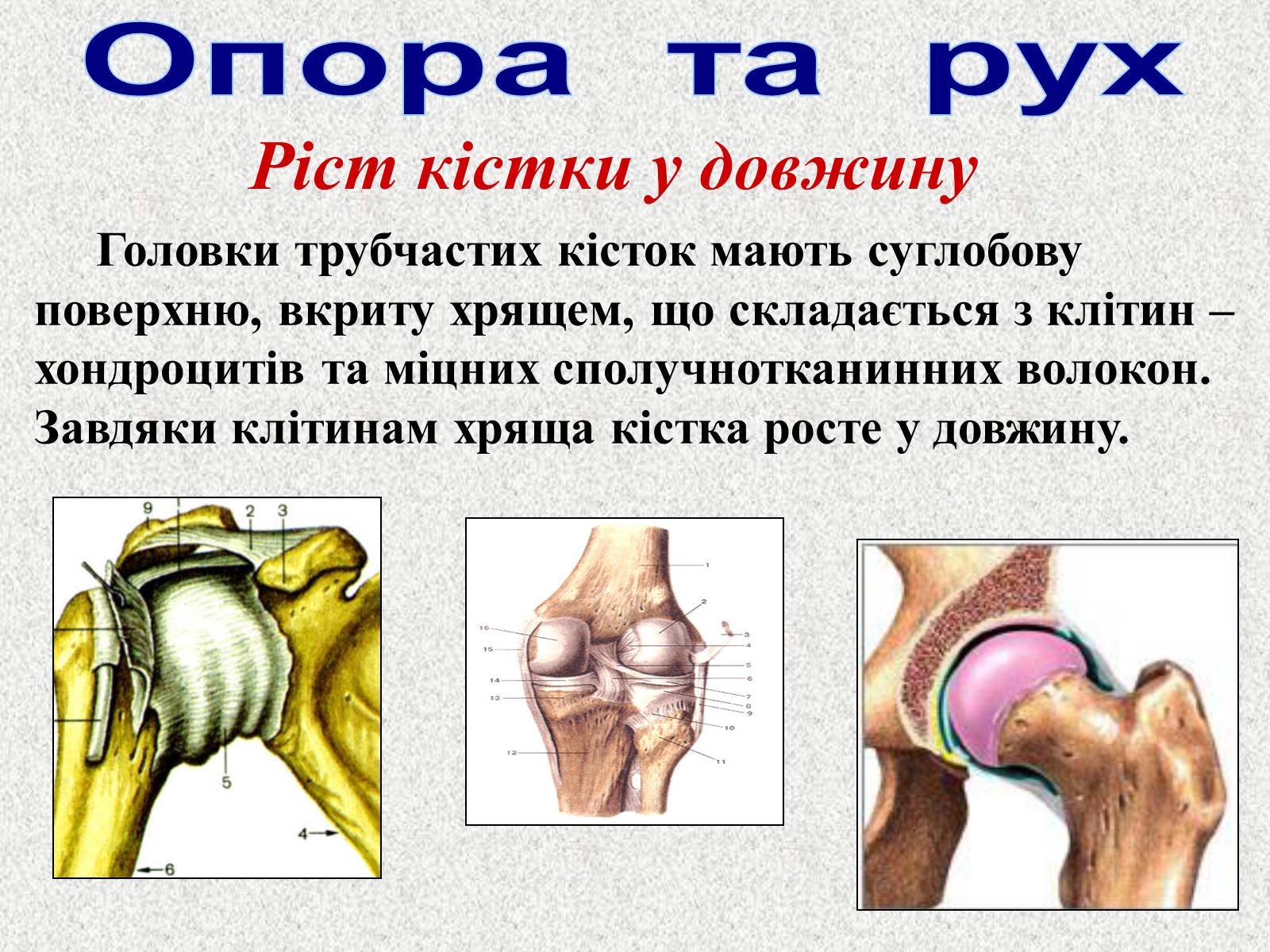 Презентація на тему «Опорно-рухова система людини» - Слайд #13 Презентація на тему «Опорно-рухова система людини» - Слайд #13