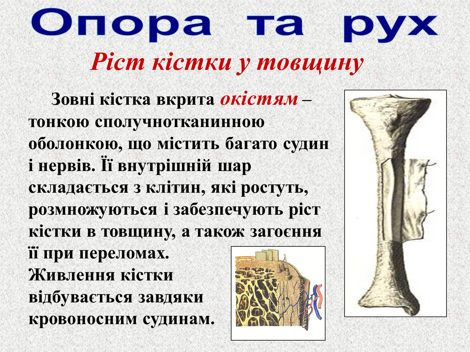 Презентація на тему «Опорно-рухова система людини» - Слайд #14 Презентація на тему «Опорно-рухова система людини» - Слайд #14