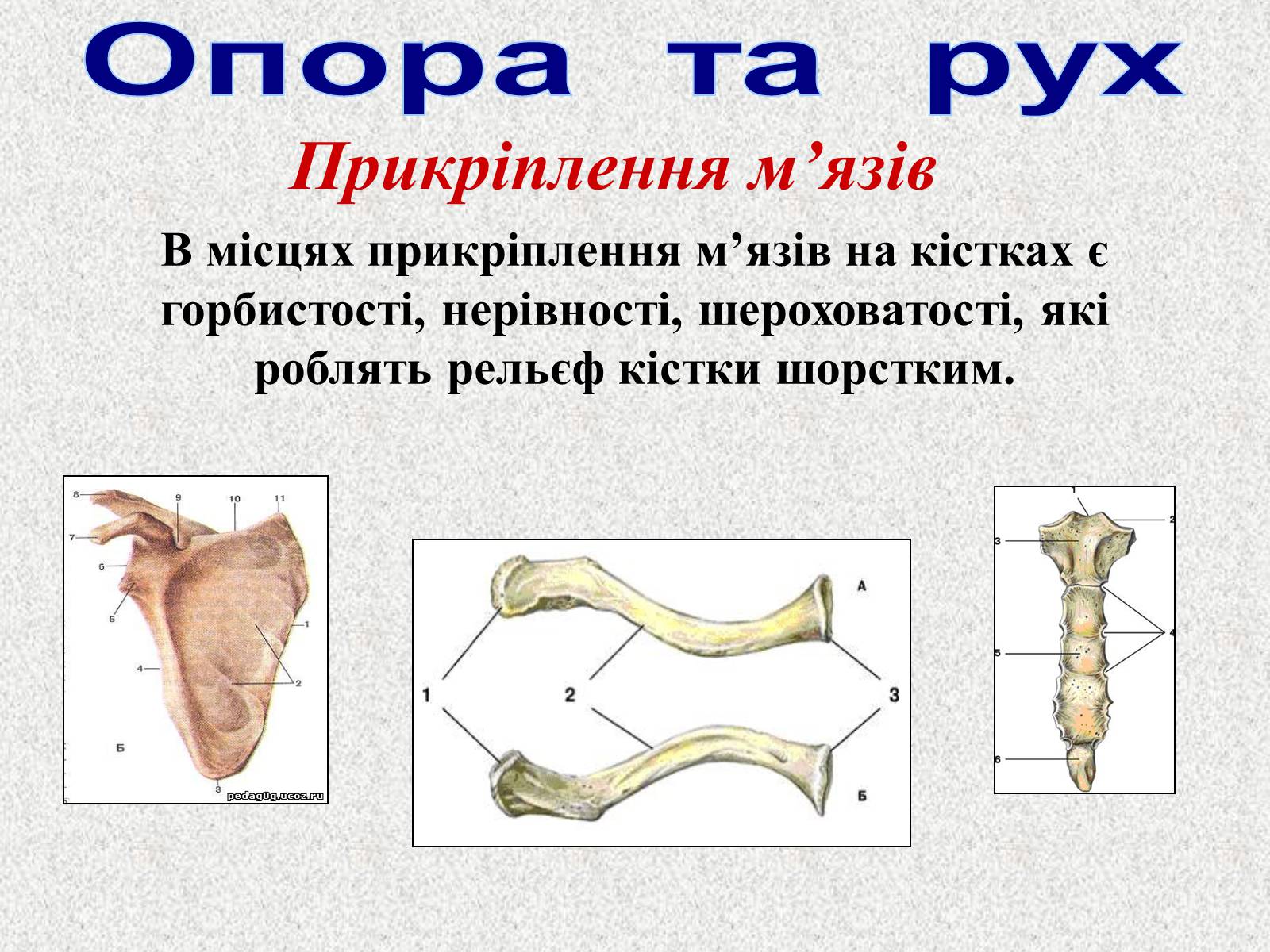 Презентація на тему «Опорно-рухова система людини» - Слайд #18 Презентація на тему «Опорно-рухова система людини» - Слайд #18