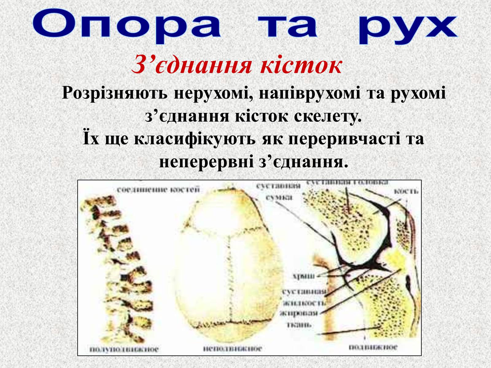 Презентація на тему «Опорно-рухова система людини» - Слайд #19 Презентація на тему «Опорно-рухова система людини» - Слайд #19