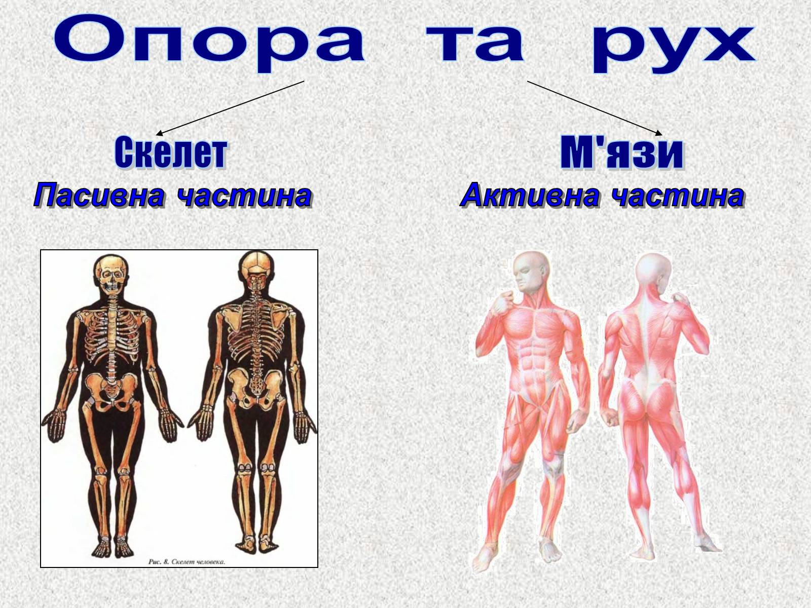 Презентація на тему «Опорно-рухова система людини» - Слайд #2 Презентація на тему «Опорно-рухова система людини» - Слайд #2