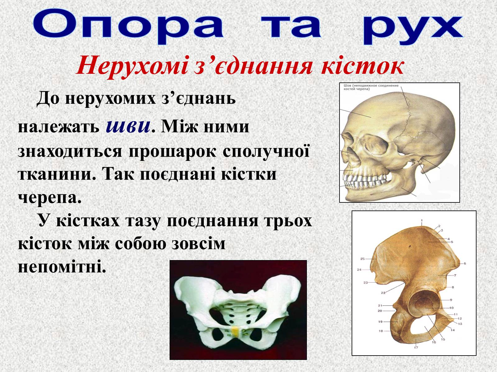 Презентація на тему «Опорно-рухова система людини» - Слайд #20 Презентація на тему «Опорно-рухова система людини» - Слайд #20