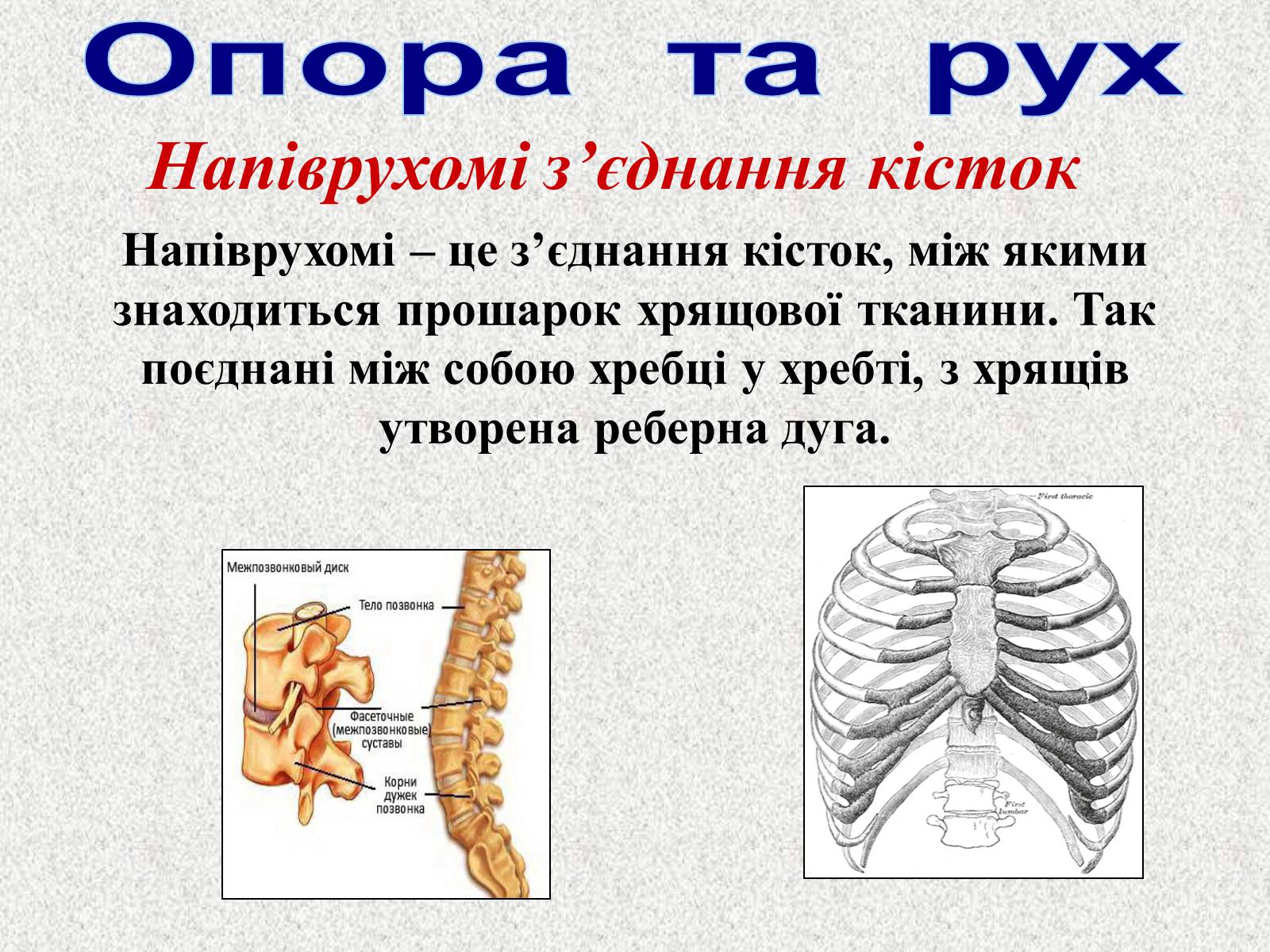 Презентація на тему «Опорно-рухова система людини» - Слайд #21 Презентація на тему «Опорно-рухова система людини» - Слайд #21