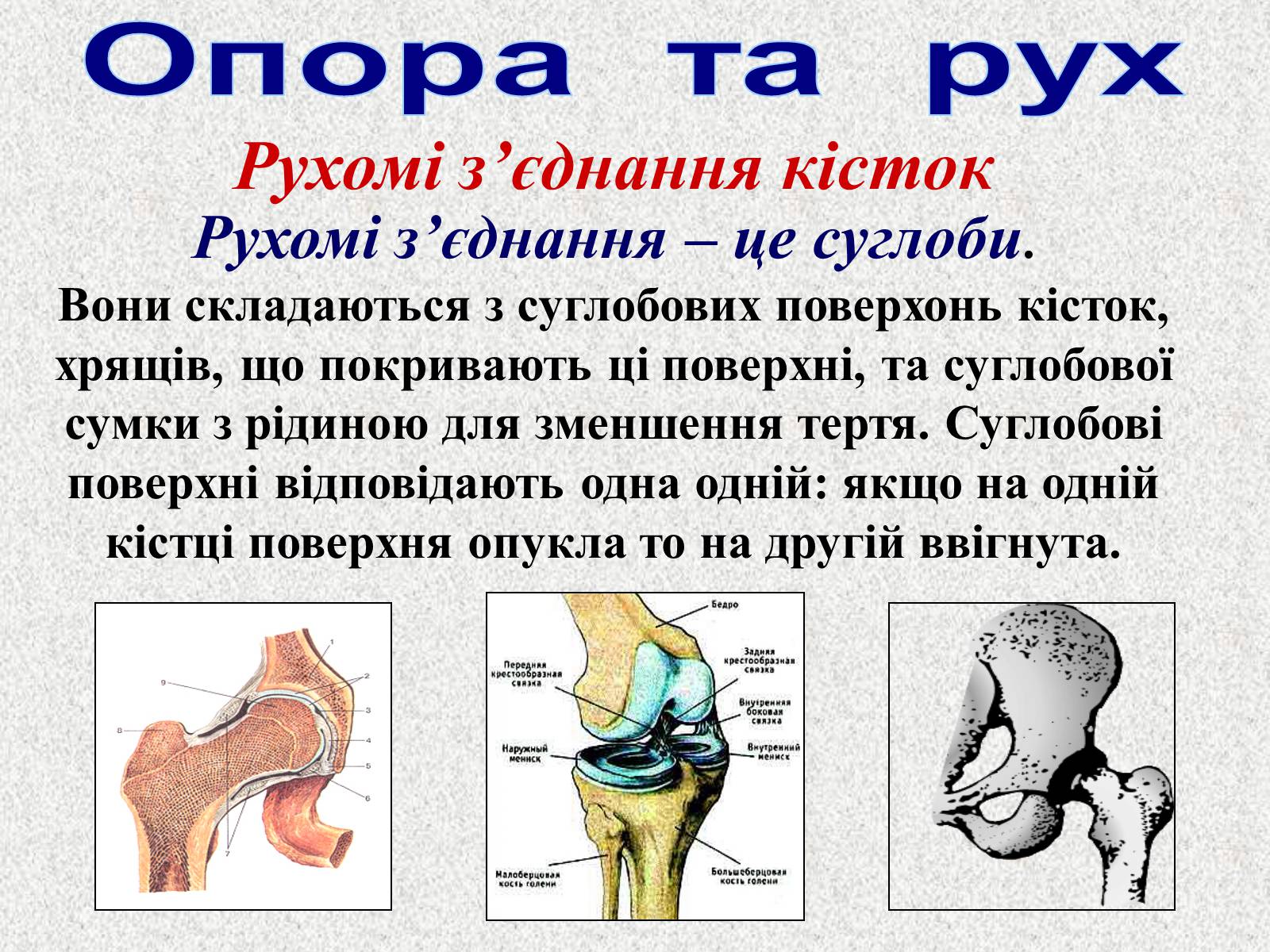 Презентація на тему «Опорно-рухова система людини» - Слайд #22 Презентація на тему «Опорно-рухова система людини» - Слайд #22