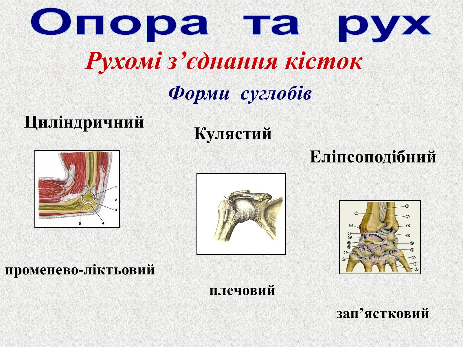Презентація на тему «Опорно-рухова система людини» - Слайд #23 Презентація на тему «Опорно-рухова система людини» - Слайд #23