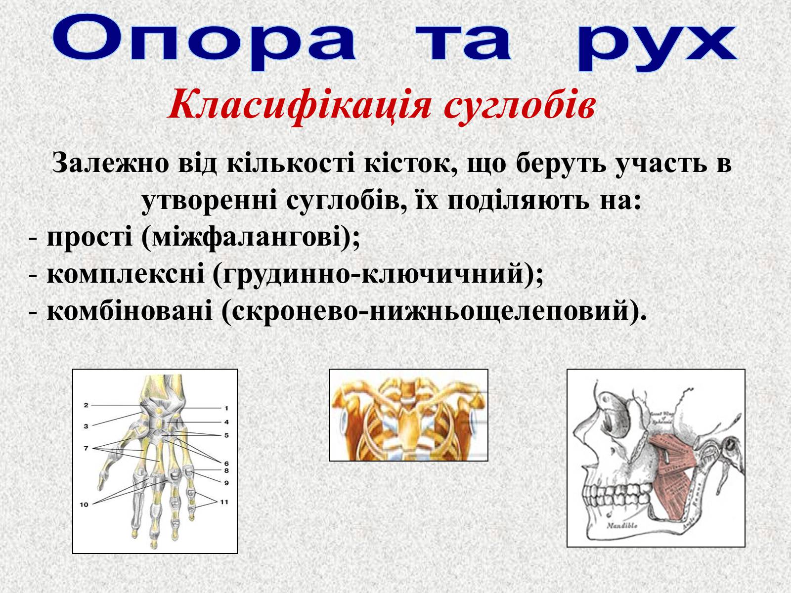 Презентація на тему «Опорно-рухова система людини» - Слайд #24 Презентація на тему «Опорно-рухова система людини» - Слайд #24