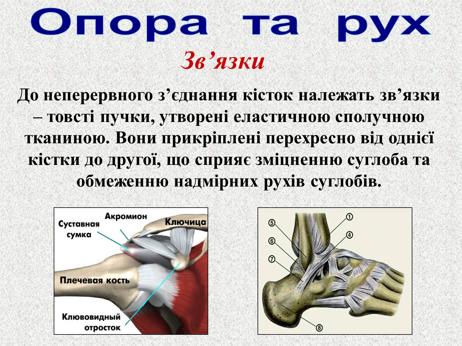 Презентація на тему «Опорно-рухова система людини» - Слайд #25 Презентація на тему «Опорно-рухова система людини» - Слайд #25
