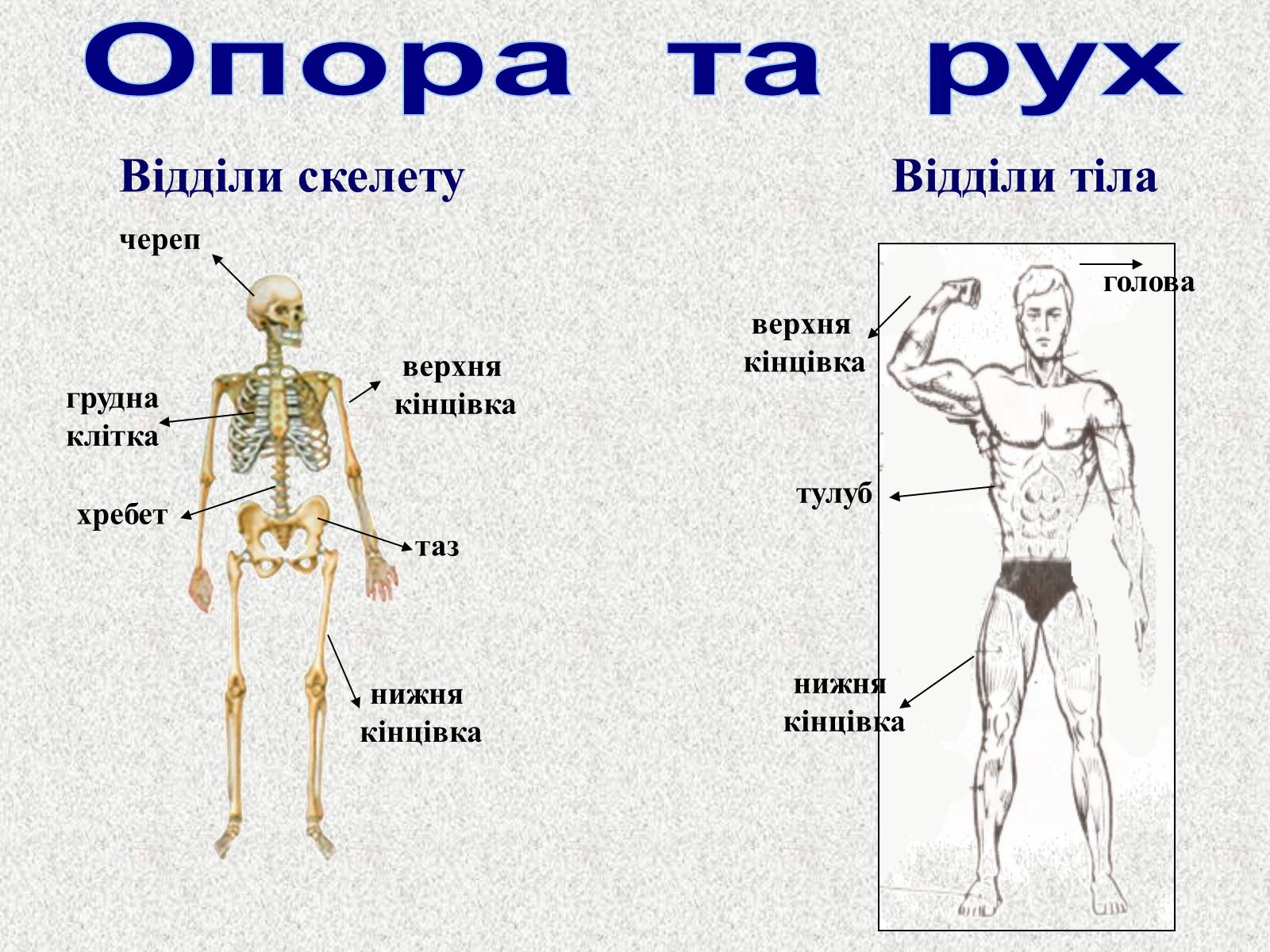 Презентація на тему «Опорно-рухова система людини» - Слайд #26 Презентація на тему «Опорно-рухова система людини» - Слайд #26