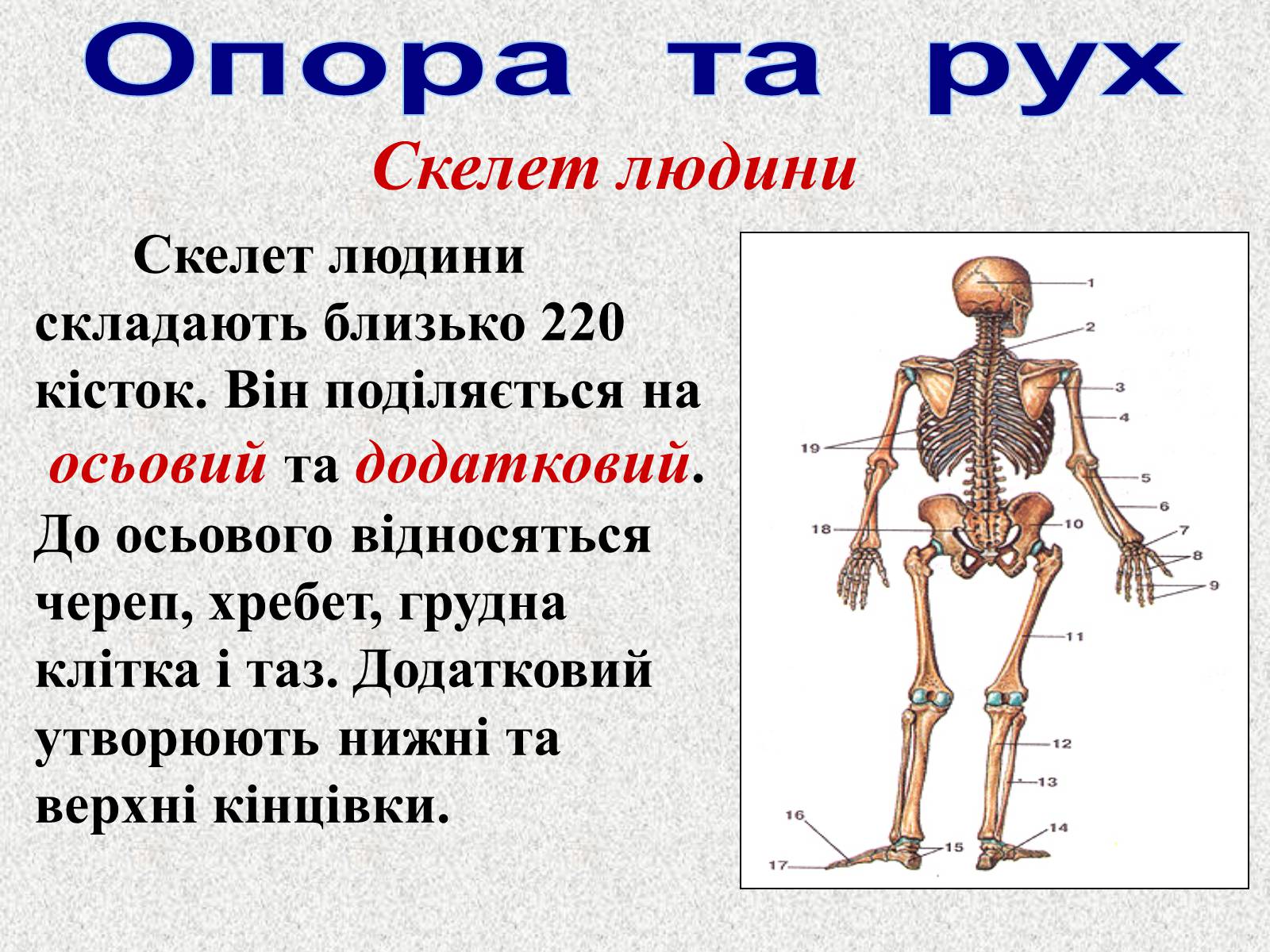 Презентація на тему «Опорно-рухова система людини» - Слайд #27 Презентація на тему «Опорно-рухова система людини» - Слайд #27
