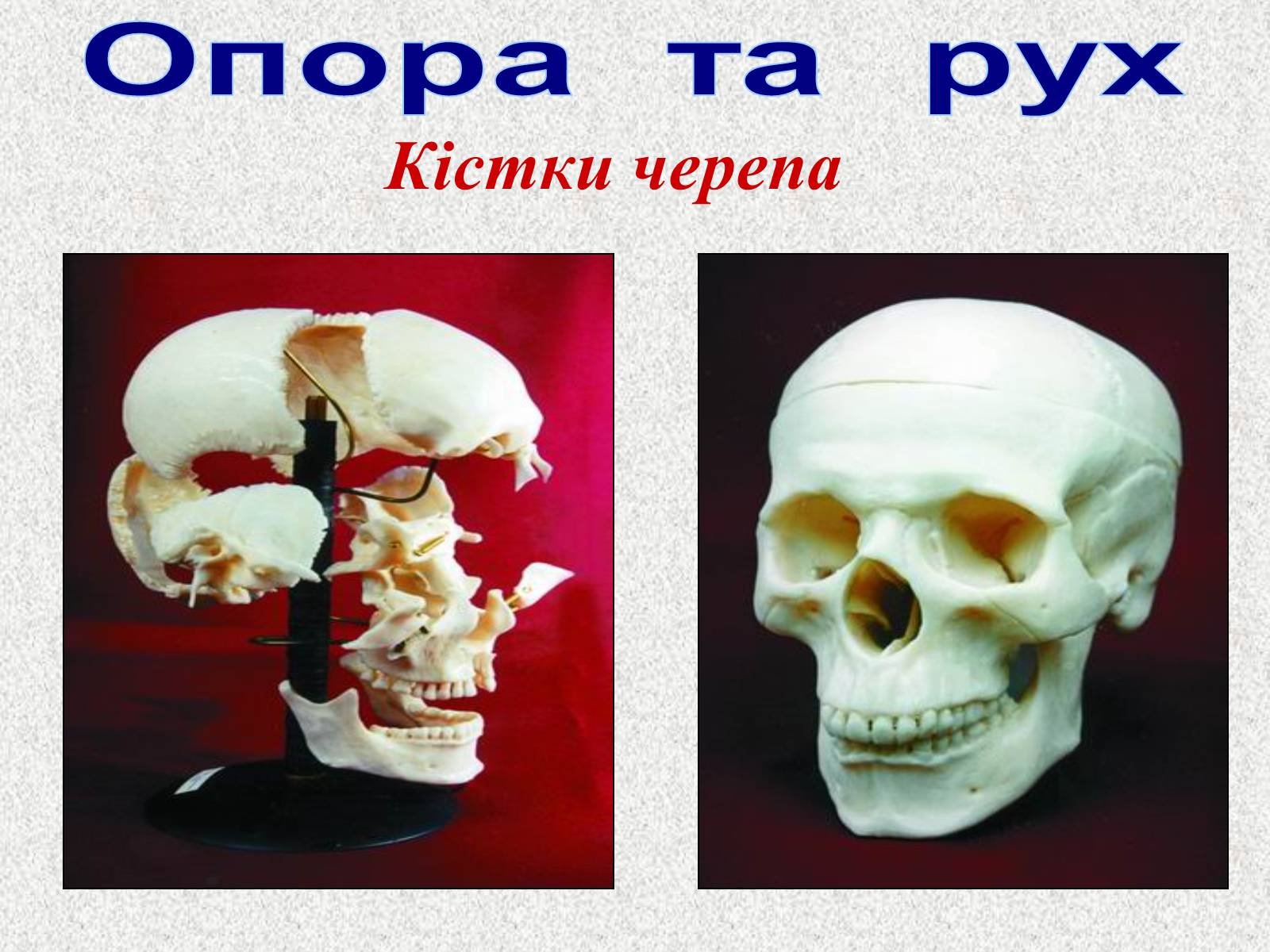 Презентація на тему «Опорно-рухова система людини» - Слайд #28 Презентація на тему «Опорно-рухова система людини» - Слайд #28